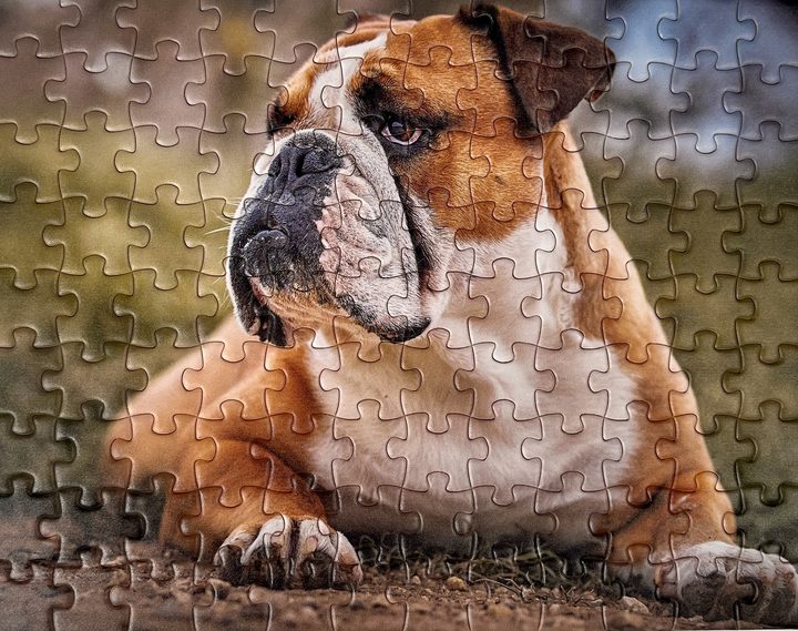 Finished 108-piece UArtist pet photo puzzle of a bulldog